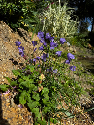  - Campanula Rotundifolia Harebell 6 Plug Plants Wildflower