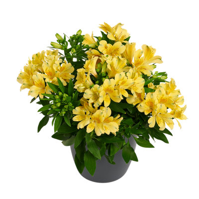 Alstroemeria Havana Plug Plant Peruvian Lily from B&Q