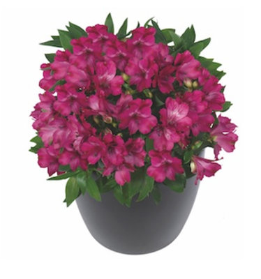 Alstroemeria Machu 9Cm Potted Peruvian Lily from B&Q
