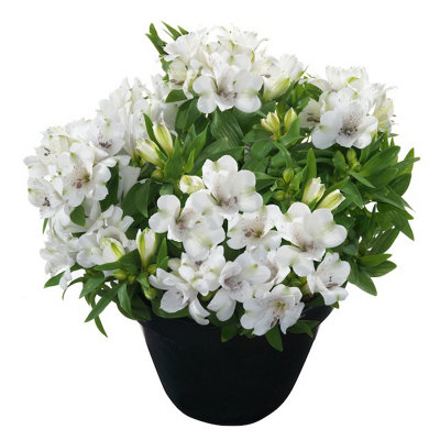 Alstroemeria Magic White Plug Plant Peruvian Lily from B&Q