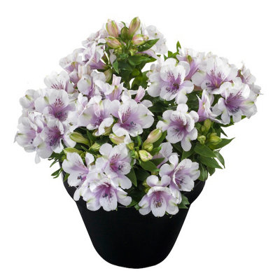 Alstroemeria Moonlight Plug Plant Peruvian Lily from B&Q