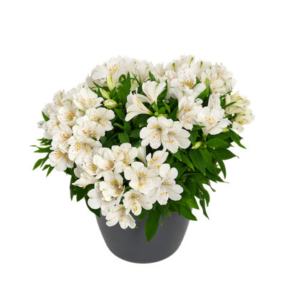 Alstroemeria Sunburst 9Cm Potted Peruvian Lily from B&Q