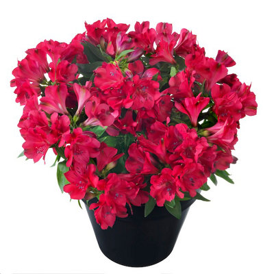 Alstroemeria Valetta 9Cm Potted Peruvian Lily from B&Q