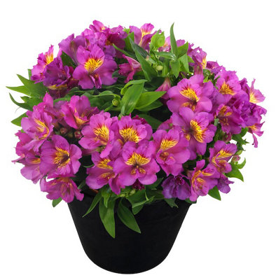 Alstroemeria Sunstar 9Cm Potted Peruvian Lily from B&Q