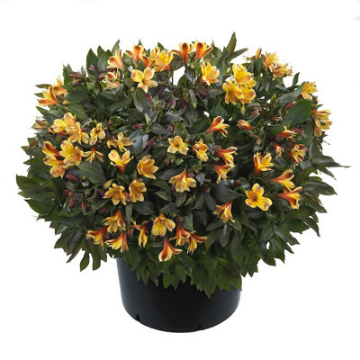 Alstroemeria Summer Breeze 9Cm Potted Perennial Plant from B&Q