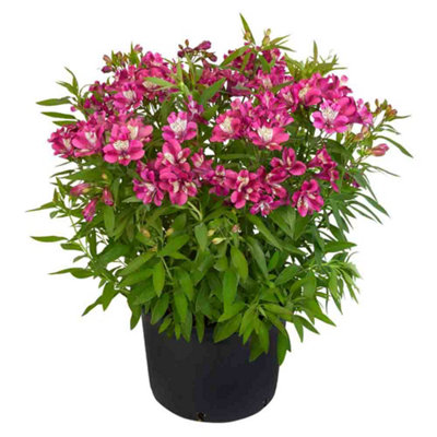 Alstroemeria Summer Chic Plug Plant Perennial Plant from B&Q