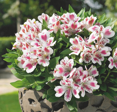 Alstroemeria White Pink Blush 9Cm Potted Plant Peruvian Lily from B&Q