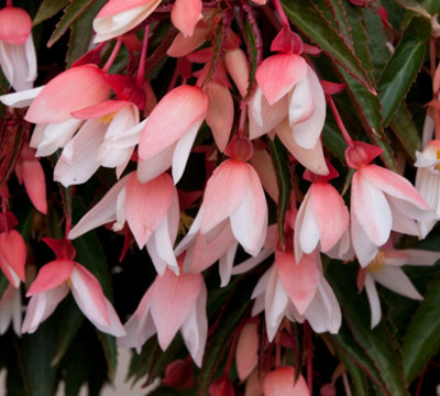 Begonia Boliviensis Appleblossom 6 Plug Plants Bedding Plants from B&Q