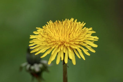  - Taraxacum Officinale Dandelion 6 Plug Plants Wildflower