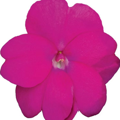 Impatiens X New-Guinea Hot Lilac 6 Plug Plants Busy Lizzie Sunpatiens from B&Q