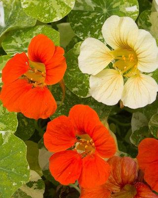 Nasturtium Alaska 6 Plug Plants Tropaeolum Majus from B&Q