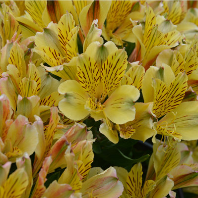 Alstroemeria Inca Rio Plug Plant Hardy Perennial from B&Q