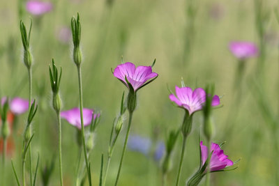  - Agrostemma Githago Corncockle Wildflower 6 Plug Plant