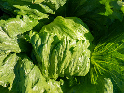 Lettuce Iceberg 6 Plug Plants Vegetable Plants from B&Q