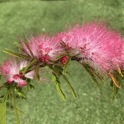  - Calliandra Surinamensis Dixie Pink Powder Puff Tree Plug Plant