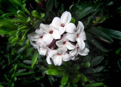 Daphne Transatlantica Eternal Fragrance Hardy Shrub Plug Plant from B&Q