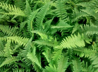 Dryopteris Affinis  Hardy Fern Plug Plant from B&Q