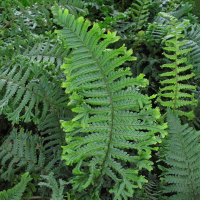Dryopteris Affinis The King Male Fern Plug Plant from B&Q