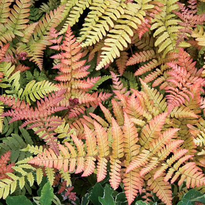 Dryopteris Erythrosora Brilliance Hardy Fern Plug Plant from B&Q