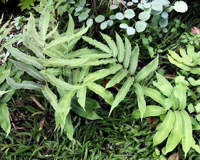 Dryopteris Sieboldii Siebolds Wood Fern Plug Plant from B&Q