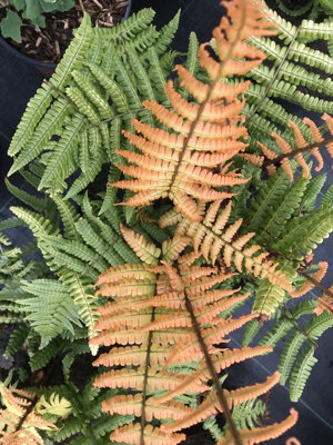 Dryopteris Wallichiana Jurassic Gold Shield Fern Plug Plant from B&Q