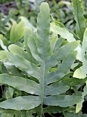 Phlebodium Aureum Areolatum House Fern Plug Plant from B&Q