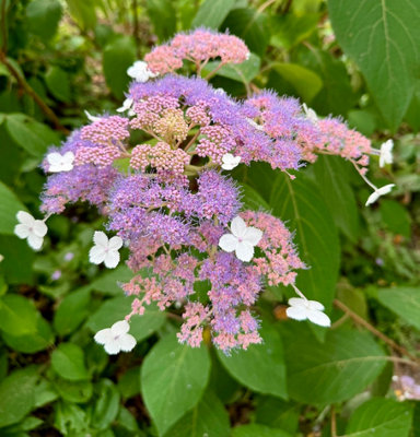 Hydrangea Serrata Summerglow 14Cm Potted Plant Hardy Shrub from B&Q