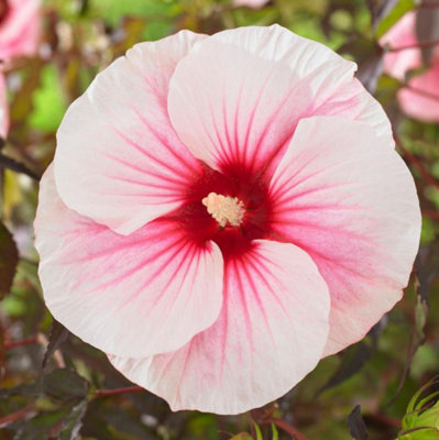 Hibiscus Moscheutos Carousel Pink Candy Plug Plant Perennial from B&Q