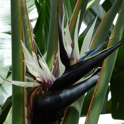Strelitzia Nicolai Giant Bird Of Paradise Plug Plant from B&Q