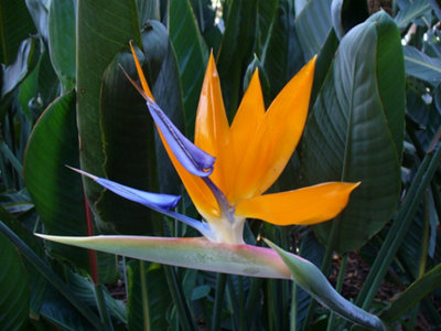 Strelitzia Reginae Bird Of Paradise Plug Plant from B&Q