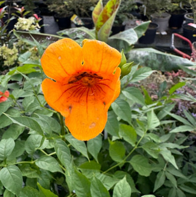 Tecoma Capensis Orange Cape Honeysuckle Plug Plant from B&Q