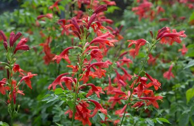 Tecoma Capensis Red Cape Honeysuckle Plug Plant from B&Q