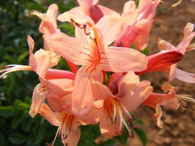 Tecoma Capensis Salmon Cape Honeysuckle Plug Plant from B&Q