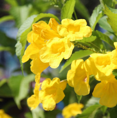 Tecoma Capensis Yellow Cape Honeysuckle Plug Plant from B&Q