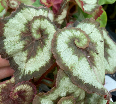 Begonia Escargot Tropical Begonia Plug Plant from B&Q