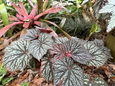 Begonia Little Moon Houseplant Plug Plant from B&Q