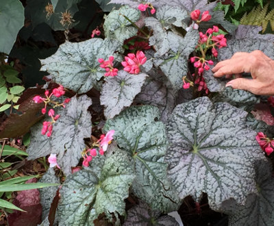 Begonia Neon Moon Houseplant Plug Plant from B&Q