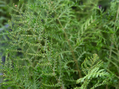 Dryopteris Linearis Polydactilon Male Fern Plug Plant from B&Q