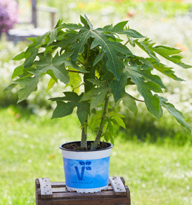 Carica Papaya Sunnybees Papaya Plug Plant from B&Q