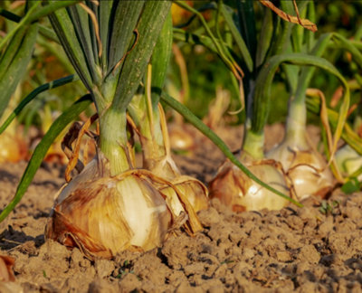 Onion Ailsa Craig 24 Bareroot Plants Vegetable Plants from B&Q