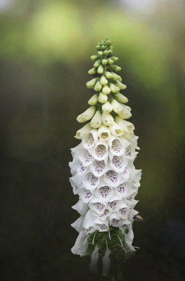 B&Q Digitalis Purpurea Albiflora Foxglove 6 Plug Plants Wildflower White