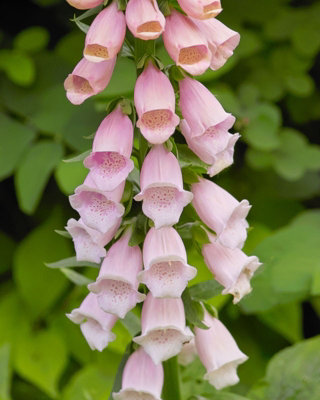 B&Q Digitalis Purpurea Apricot Foxglove 6 Plug Plants Wildflower Pink/Purple