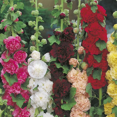 Hollyhock Double Chaters Perennial 6 Plug Plants from B&Q