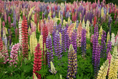  - Lupin Russell Mixed 6 Plug Plants Perennial