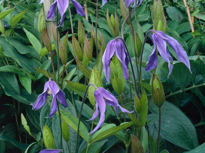 Clematis Integrifolia Plug Plant Perennial from B&Q