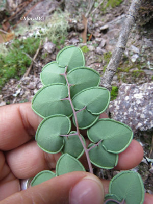 Pellaea Cordifolia Fern Plant Plug Plant from B&Q