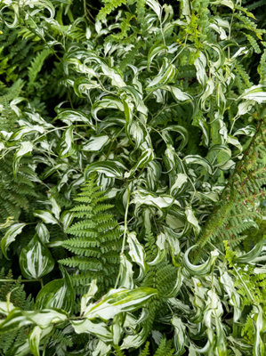 Disporum Cantonese Moonlight  Plug Plant Hardy Perennial from B&Q