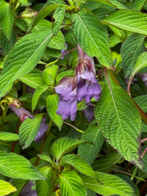 Impatiens Arguta Blue Dream Hardy Impatiens 3 Plug Plants from B&Q