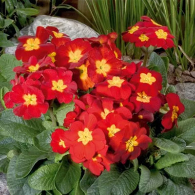 Primula Crescendo F1 Bright Red Oxlip Plant 6 Plug Plant from B&Q