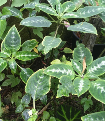 Impatiens Claeri Tropical Houseplant Impatiens  Plug Plant from B&Q